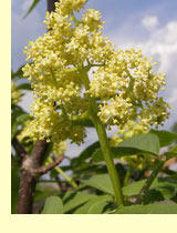 Бузина обыкновенная (кистистая) (Sambucus racemosa L) Бузина обыкновенная (кистистая) (Sambucus racemosa L)